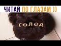 ЧИТАЙ ПО ГЛАЗАМ))) Приколы с котами | Мемозг 687