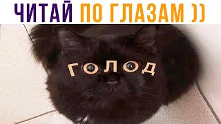 ЧИТАЙ ПО ГЛАЗАМ))) Приколы с котами | Мемозг 687