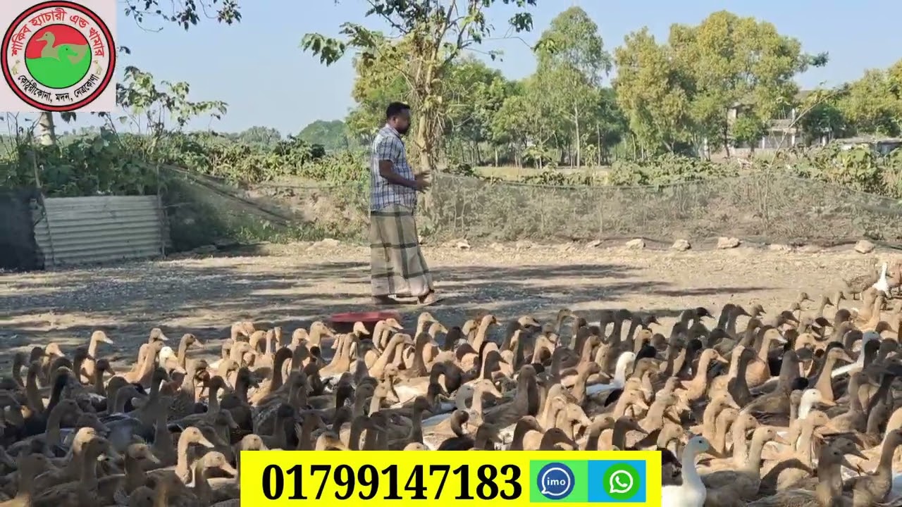 হাঁস পালন কি ভাবে সুরু করবেন
