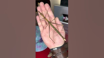 gigantic insect! #insect #bug #terrarium #pokemon #shortswithzita #rock_n_insectes