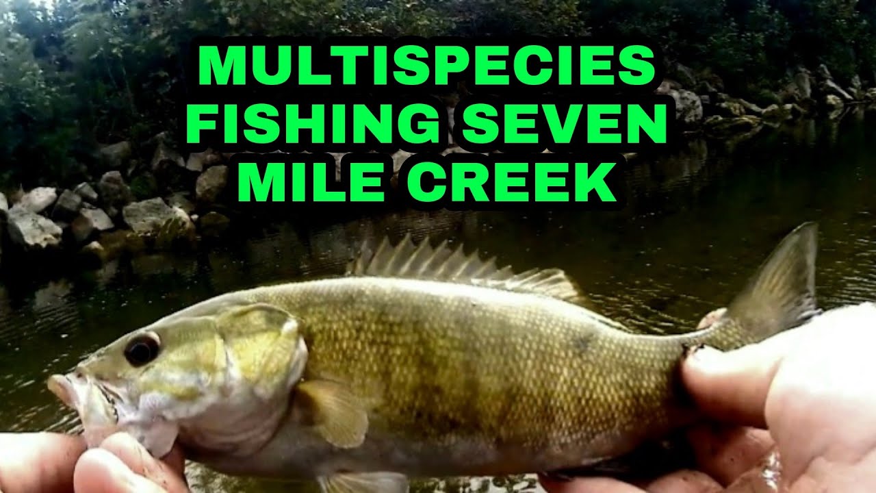 FISHING SEVEN MILE CREEK WITH NIGHT CRAWLERS MULTISPECIES FISHING YouTube