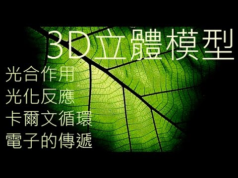 卡尔文-本森循环的第一步是什么？