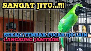 PASTI JITU..!!!PANCINGAN CUCAK IJO GACOR NEMBAK UNTUK MENAIKAN EMOSI CUCAK IJO LAIN AGAR JAMTROK