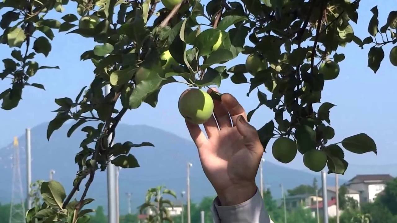 りんごの実すぐり 中果枝を残して短果枝を摘果する 成り枝更新剪定 Youtube りんごの実すぐり 中果枝を残して短果枝を摘果する 成り枝更新剪定 Youtube