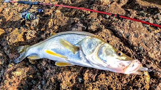 Epic Sunrise Snook Bite | Tobago Fishing 🇹🇹