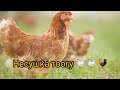 Кышында тооктор жумуртка берип жатат 🐔🐓/ Тоок баккан кирешелүү бизнес.