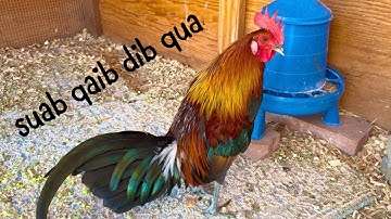 me nyuam lau qaib dib qua #99 January 22, 2025