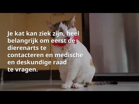 Video: Waarom Je Kat Op Je Bed Plast