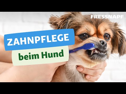 Video: Wie Kann Ich Die Zähne Meines Hundes Pflegen?