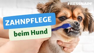 Zahnpflege beim Hund