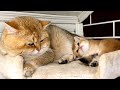 A baby kitten bites the paw of his huge daddy cat, but he forgives Meow