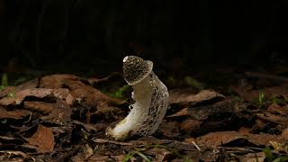 Bridal Veil Fungus Erupting Youtube Bridal Veil Fungus Erupting Youtube