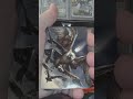 Not stopping until we open The One Ring! Packs 50-52 #mtg #tradingcardgame #magicthegathering #new