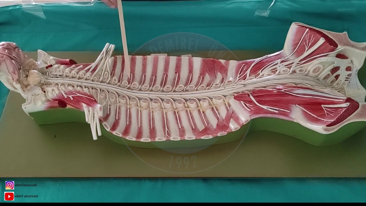 Spinal Sinirler Hakkında Genel Bilgiler ve Arka Dalları (Rami Posteriores Nervi Spinales)