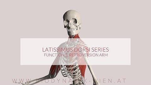 Latissimus Dorsi Functions Part 5: Retroversion Arm (3D ANIMATION)
