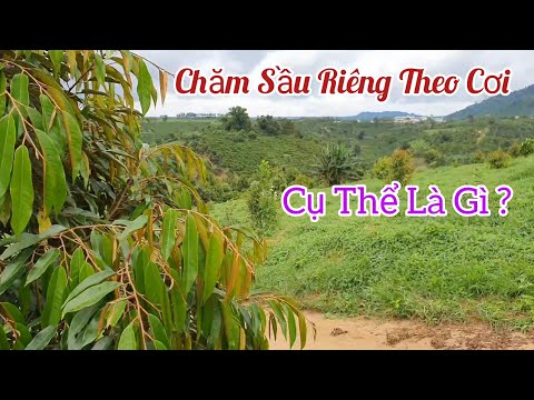 Hướng Dẫn Chăm Sóc Sầu Riêng Tơ Theo Cơi Lá Định Kỳ | Kỹ Thuật Nông Nghiệp