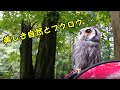 フクロウと榛名神社の参道