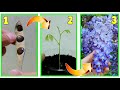 FAGIOLO MAGICO! GLICINE, FAI NASCERE UNA PIANTINA A COSTO ZERO DAL SEME, TRUCCHI E SEGRETI