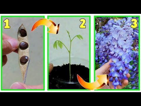 Video: Il glicine non fiorirà - Come far aprire i fiori di glicine