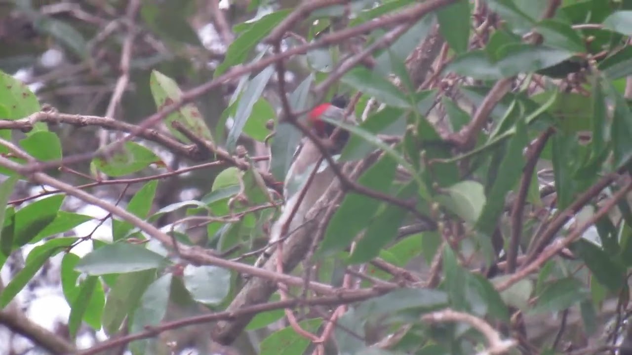 Downy Woodpecker in North Florida