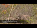 Wild elephants mating in Chanthaburi - Thailand