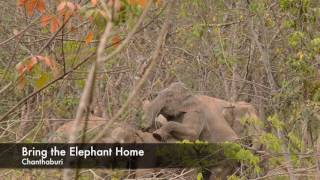 Wild elephants mating in Chanthaburi - Thailand
