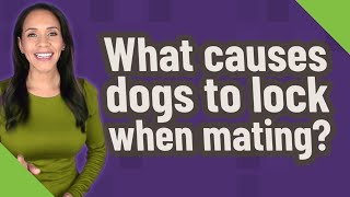 What causes dogs to lock when mating?