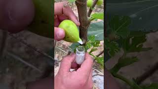 Collecting Fig Sap for Medicinal Use #satisfying #shortsvideo #plants #figs #fruit