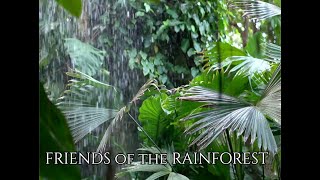 Friends of the Rainforest / Dance of the Forest Ghosts (Visualizer)