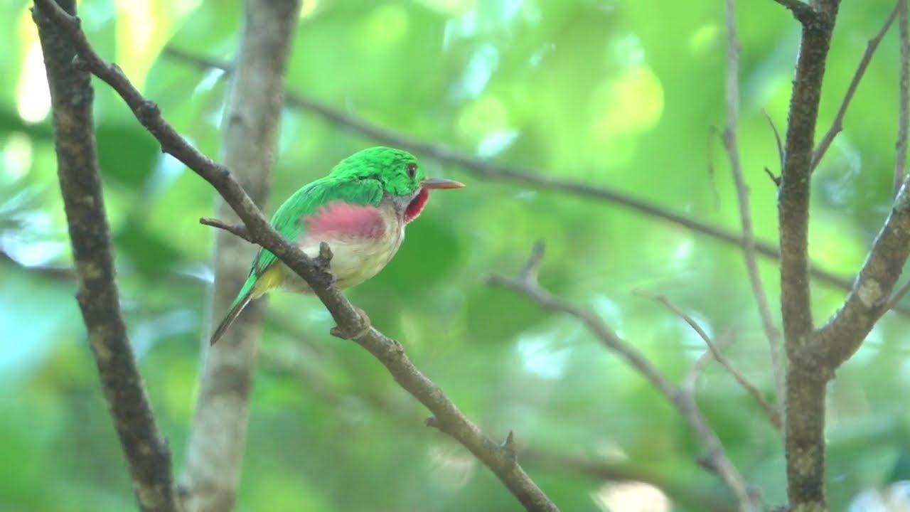 Broad-billed Tody, calling. La Romana, Dominican Republic
