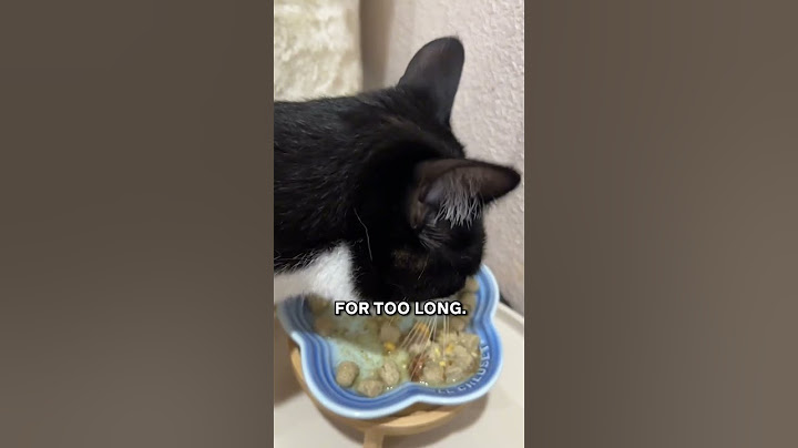 How To Make Your Cats Obsessed With You 😎