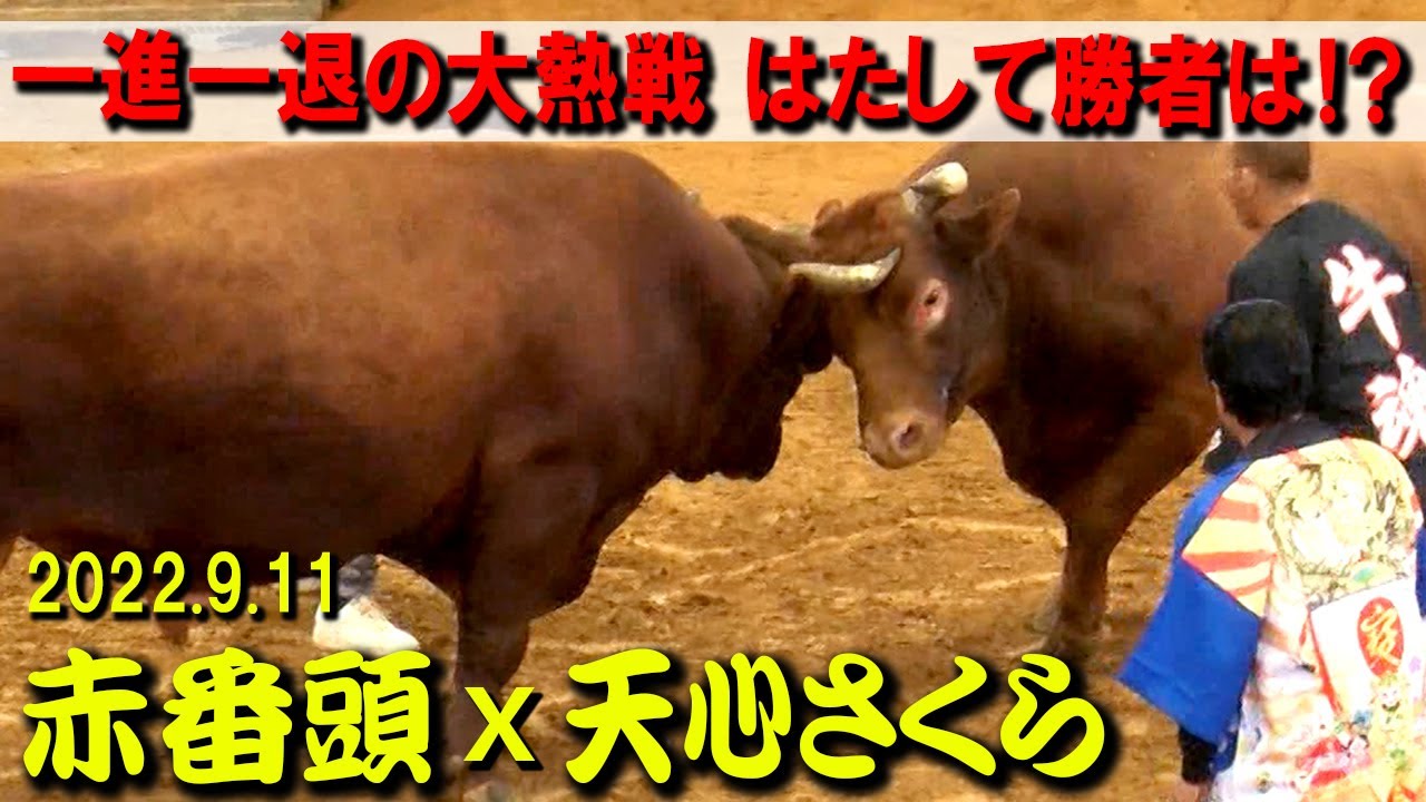 赤番頭x天心さくら 2022.9.11 【沖縄闘牛】 - YouTube