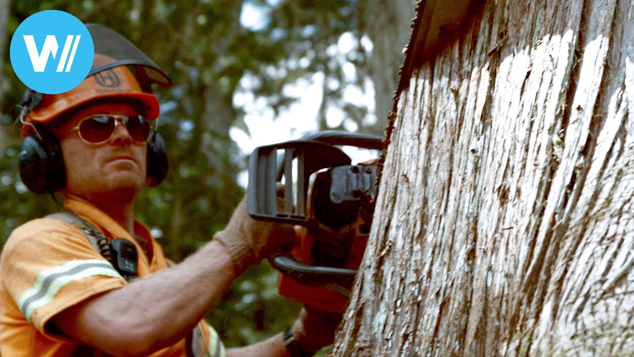 Knochenjob HOLZFÄLLER - Extremer Einsatz am Limit | HD Doku