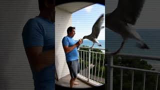 A Seagull Stole A Sandwich