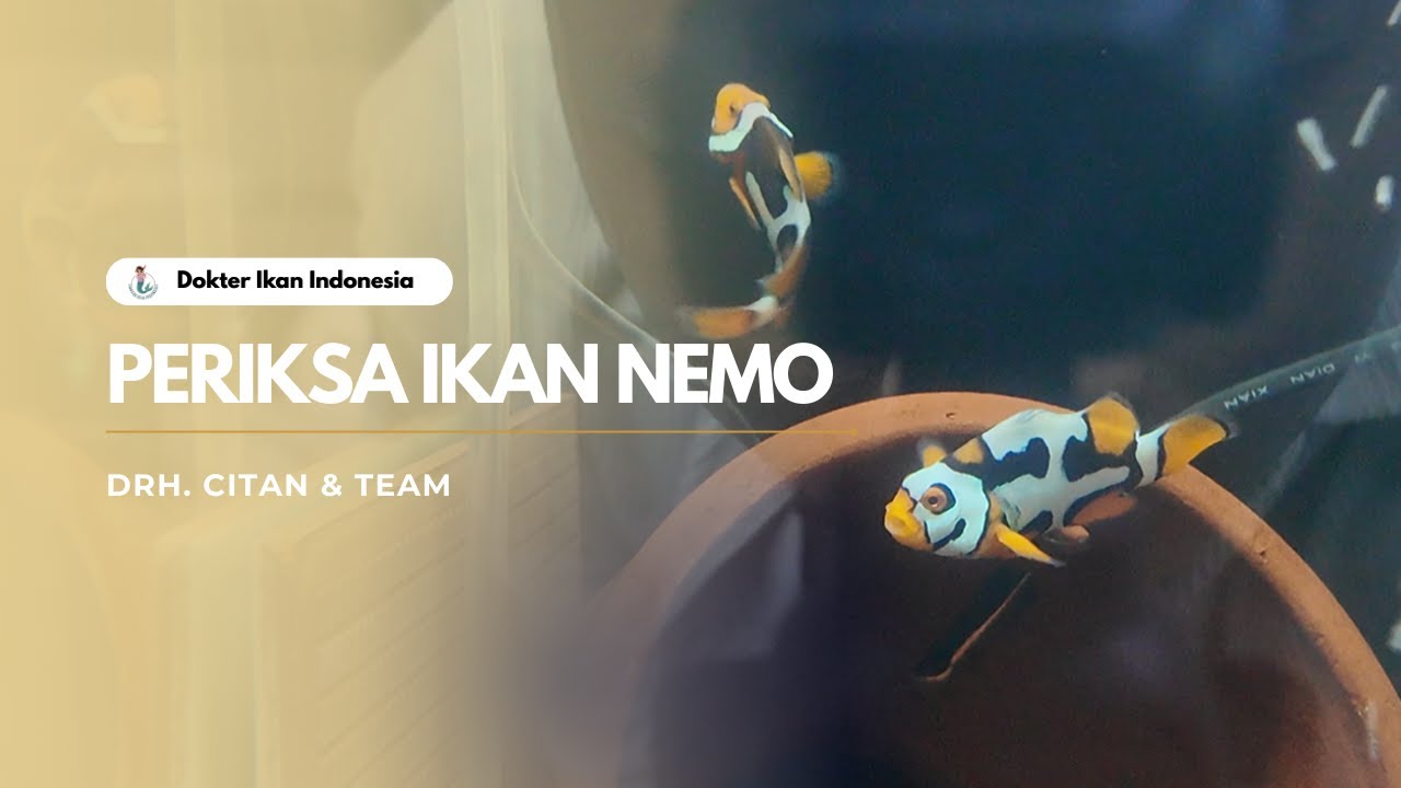 PERIKSA CLOWN FISH | DOKTER IKAN INDONESIA