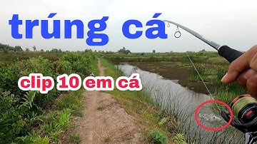 CÂU CÁ LÓC | LƯỠI CÂU CÁ LÓC | quốc toản fishing