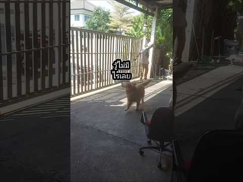 ทำไมป๊าทำแบบนี้อ่ะ #หรรษาพาเพลิน #dogshorts #goldenretriever #โกลเด้นรีทรีฟเวอร์ #pets #funny #dog ทำไมป๊าทำแบบนี้อ่ะ #หรรษาพาเพลิน #dogshorts #goldenretriever #โกลเด้นรีทรีฟเวอร์ #pets #funny #dog