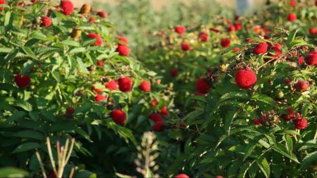 草莓覆盆子 气泡浆果 rubus illecebrosus