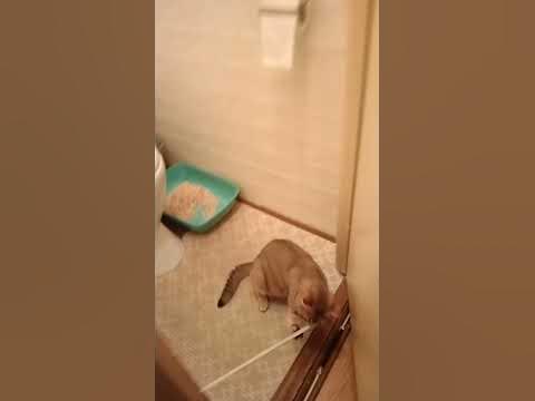 паскуда - YouTube