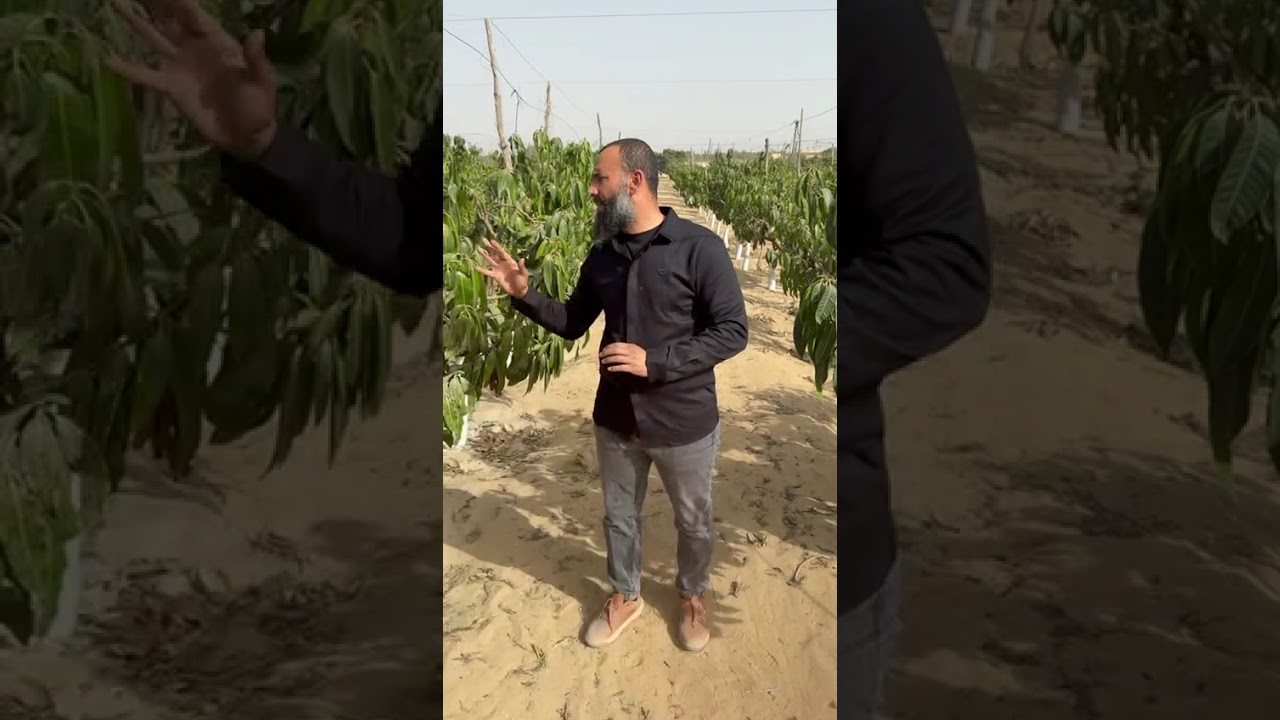 توصيات هامه لمزارعي المانجو من مكافحه وإزالة الشماريخ الزهرية وبرنامج الري والتغذية بعد موجة الهواء