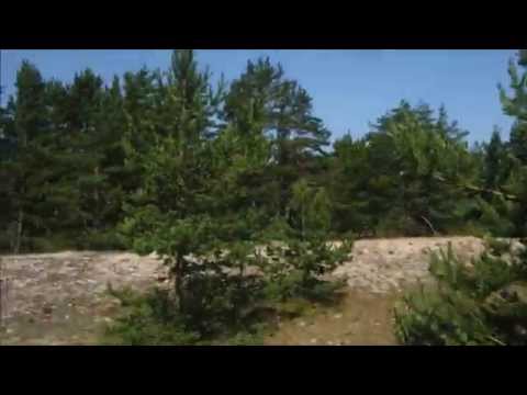 יום באי נייסאר