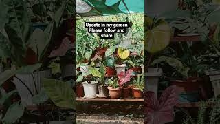 June update in my garden #shorts #shortvideo #plants #plantitasandplantitos #plantlover