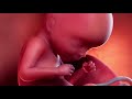 Fetal development week 18