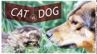 Sorry, cat lovers: Dogs are smarter