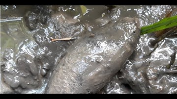 Bắt cá trên ruộng thật bất ngờ | fishing in the countryside of Vietnam