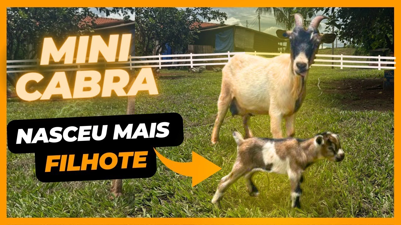 SURPRESA!! Nascimento: mini cabritinho e porquinhos da índia + macho de cisne negro chocando