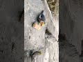 feeding vide0lo #bhojpurisong #khesari #love #pawan #anupama #cocktailtalking #lovebirds #song