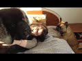 Newfoundland dog lex and little annoying friend