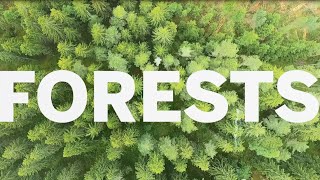 Sustainability objectives – vital forests