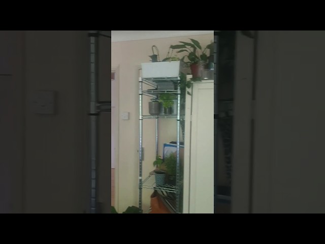 Video 1: Room 2